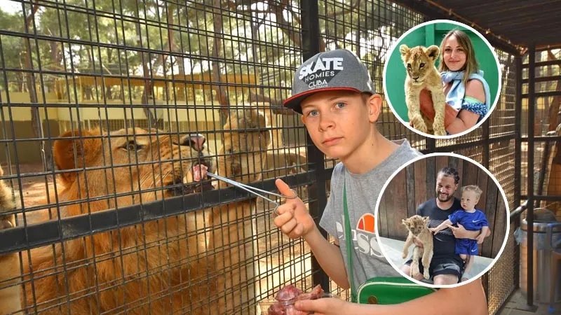 land of lions from konakli