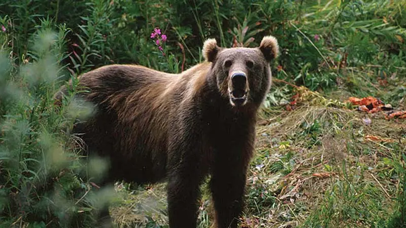 bear-zoo