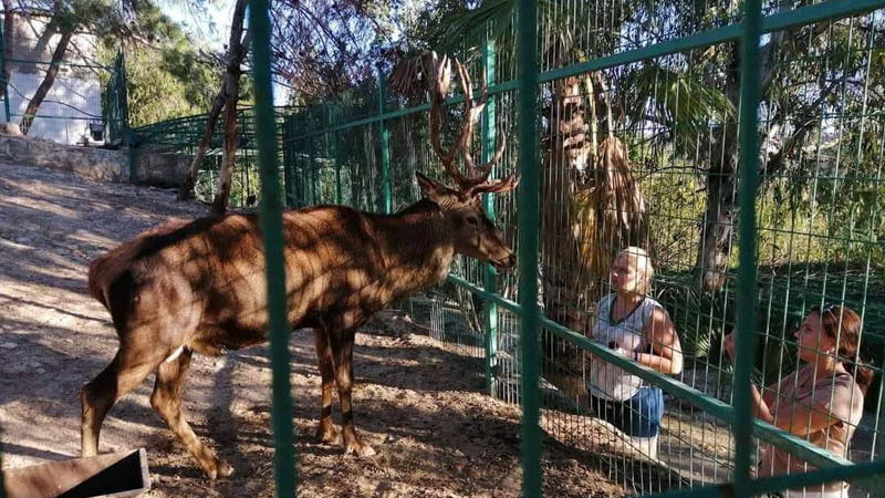 deer
