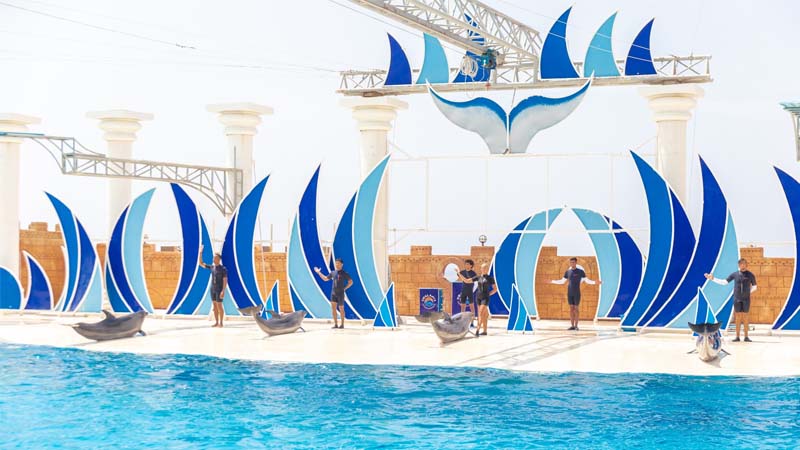 dolphin show near konakli