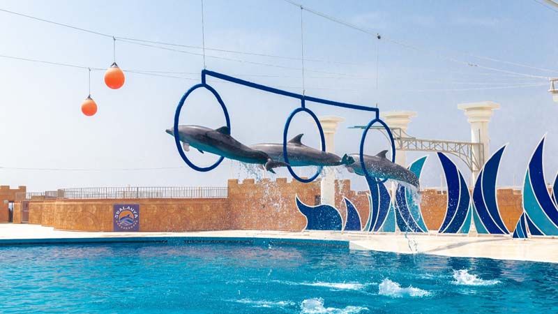 konakli dolphinarium