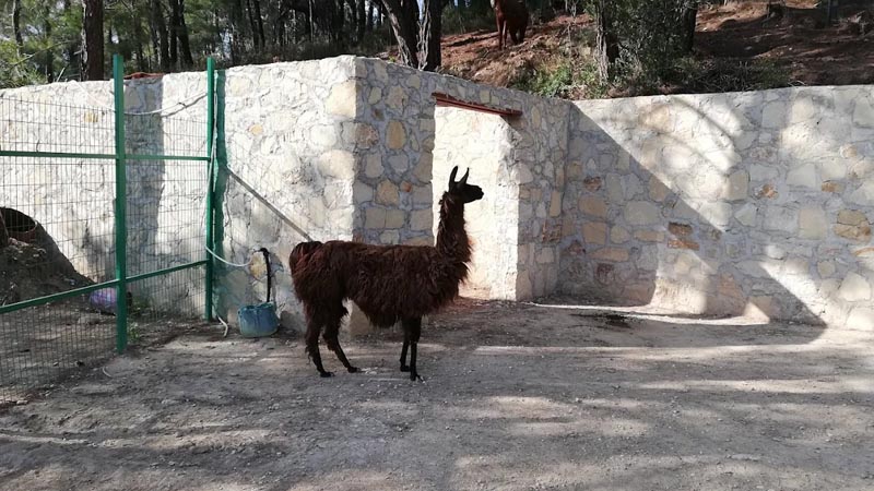 lama