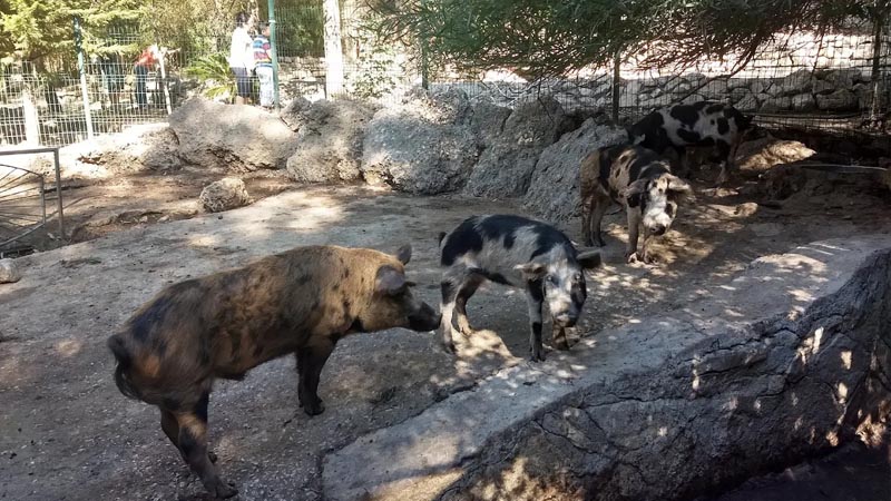 pigs