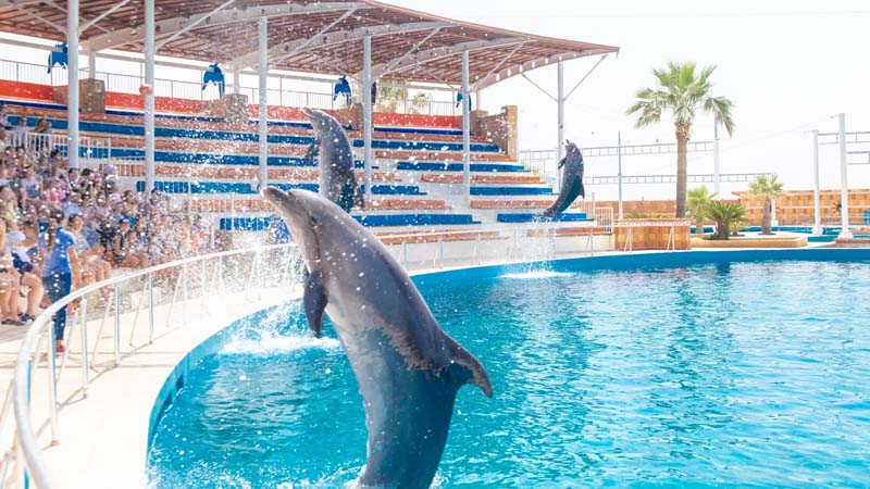 sealanya dolphin show prices from konakli