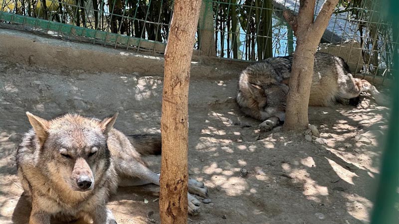 wolf